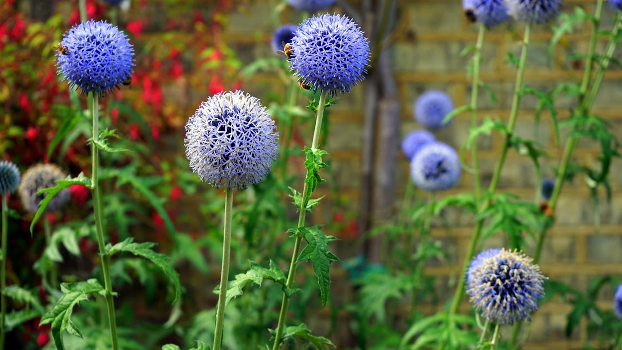 Vibrant purple globe thistles with bees in a colorful outdoor garden.