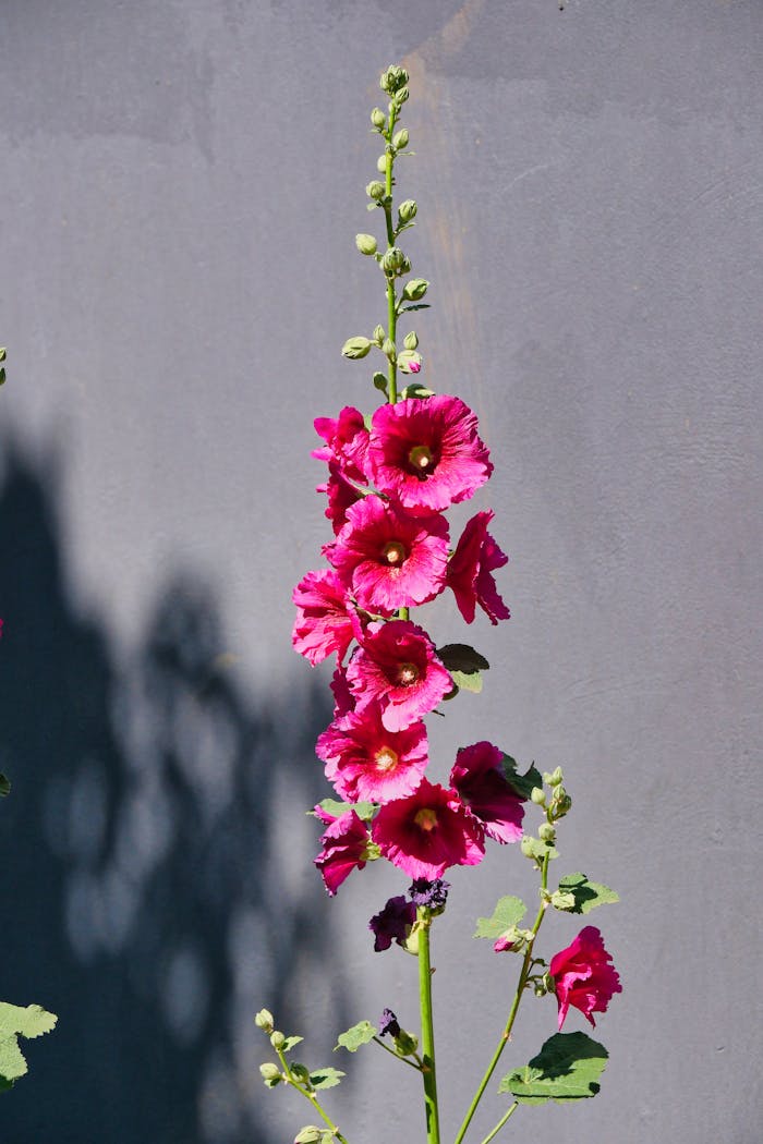 Beautiful pink hollyhock blooms set against a minimalist grey wall, captured in spring.